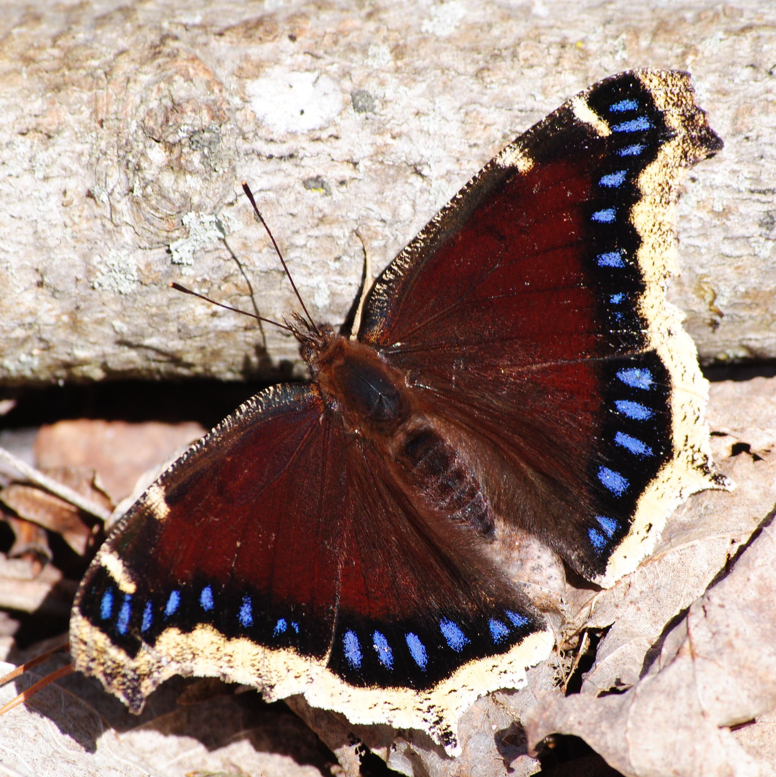 mourning cloak