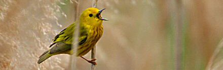 Celery Farm Bird Lists