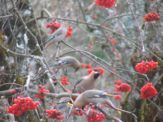 Bohemian Waxwings