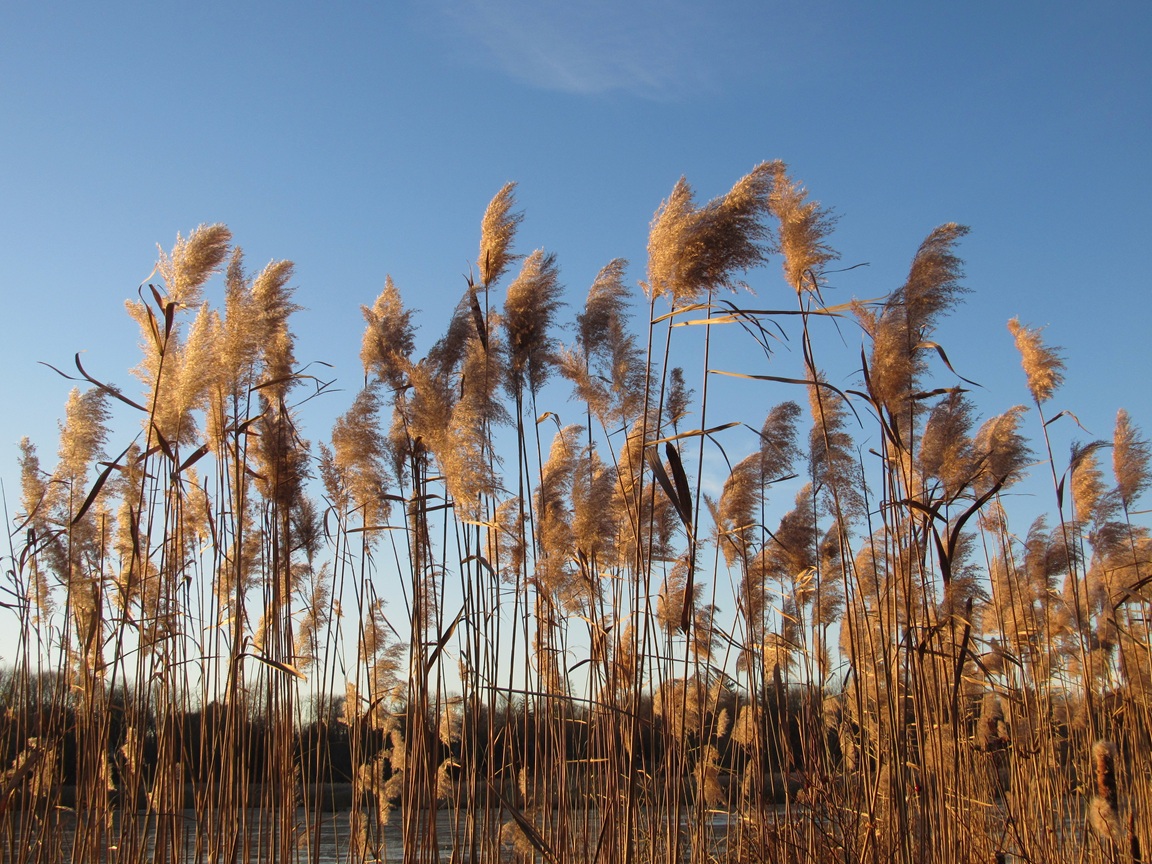 Celery Farm Phragmites