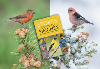 Crossbills