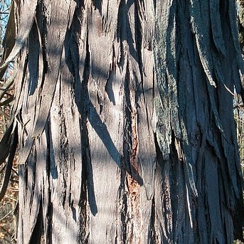 Shagbark Hickory Tree Bark