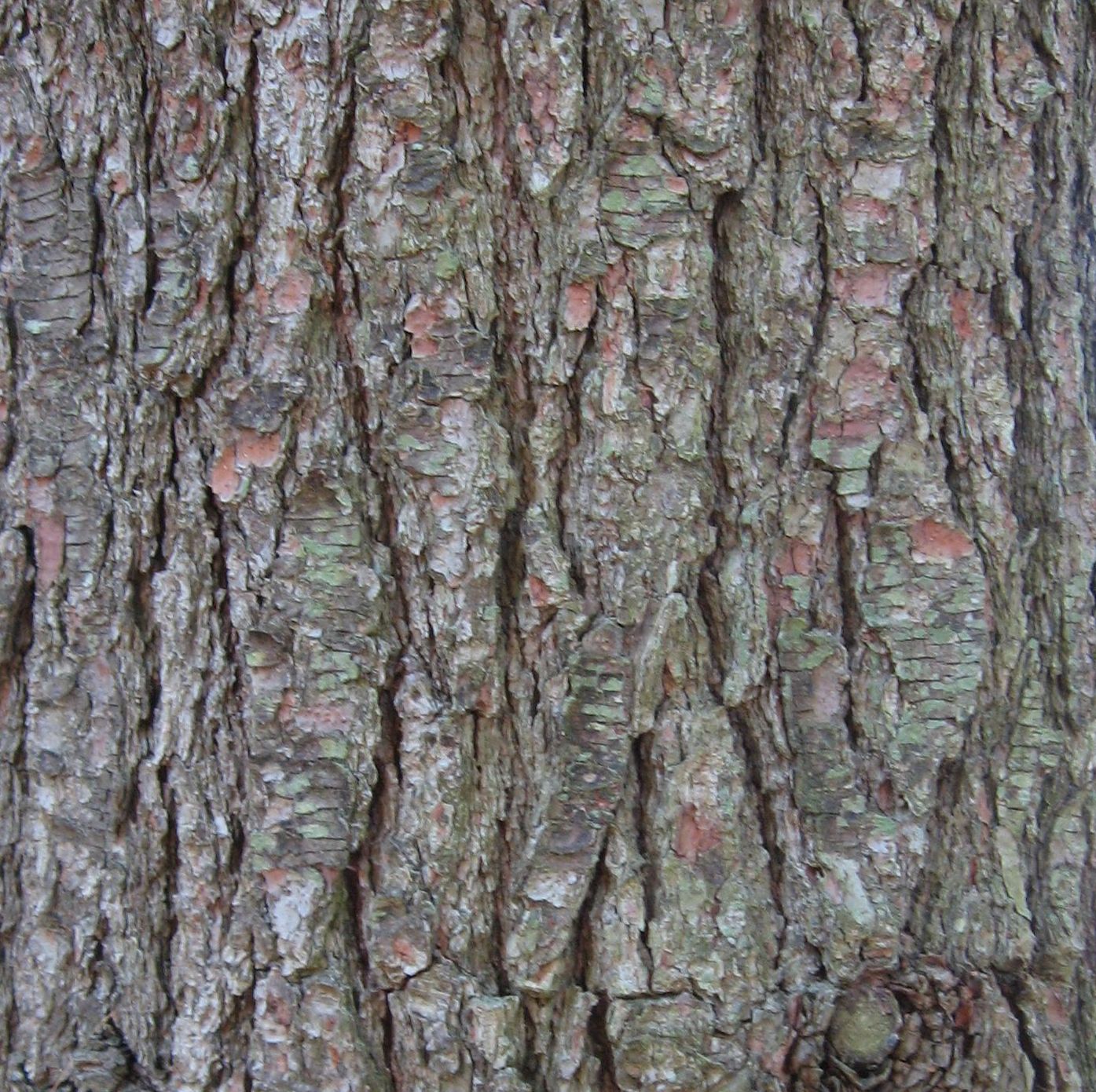 White Pine Tree Bark