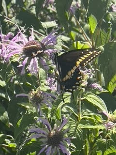 Black Swallowtail on Bergamot