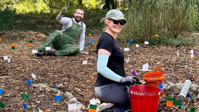 Green Way Meadow Replanting