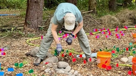 Green Way Meadow Replanting