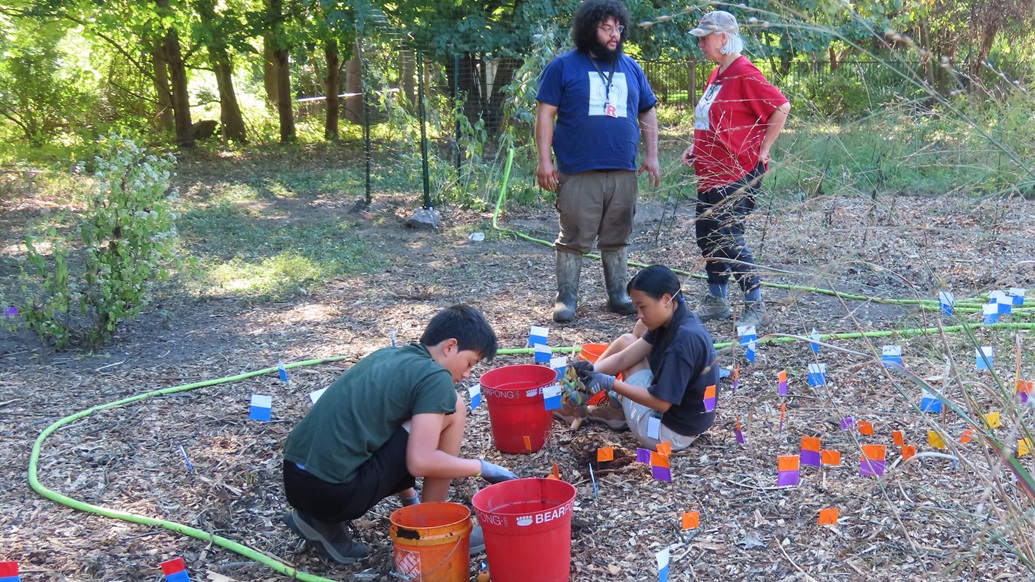 Green Way Meadow Replanting