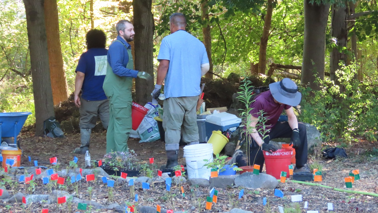 Green Way Meadow Replanting