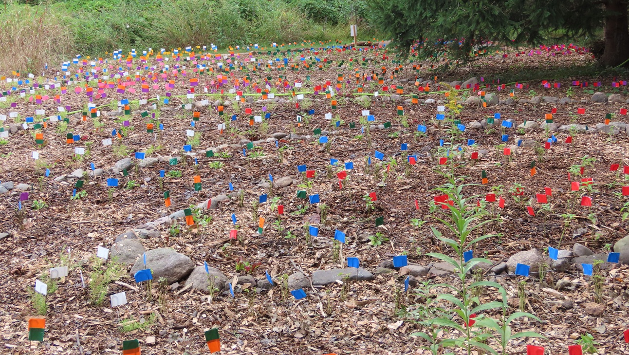 Green Way Meadow Replanting