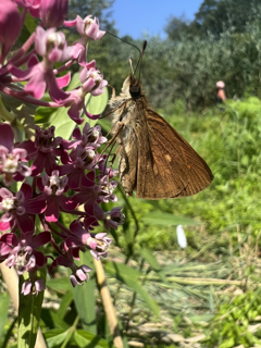 Broadwing Skipper