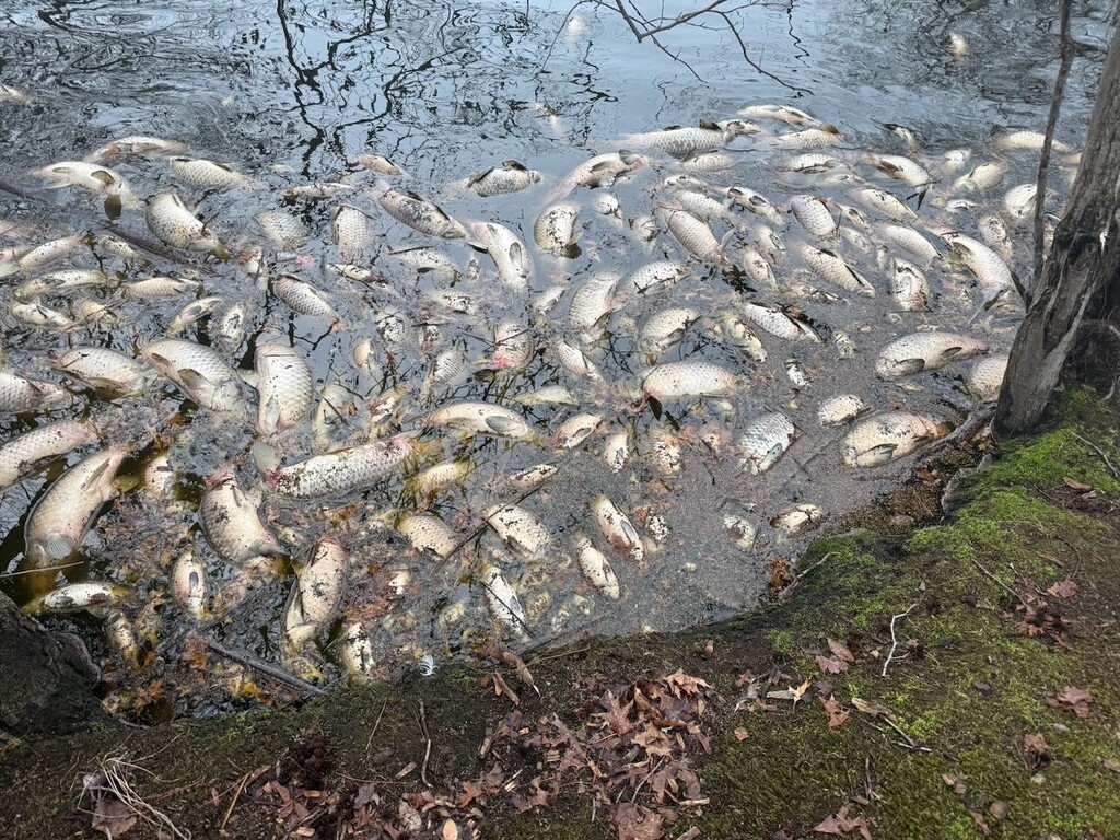 Fish Kill