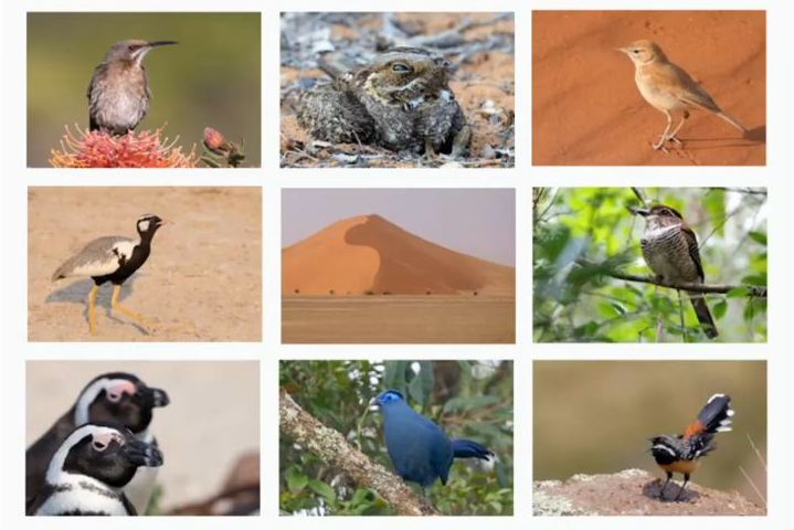 Birds of Southern Africa and Madagascar Video